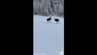Two moose cross busy slopes at Steamboat Ski Resort