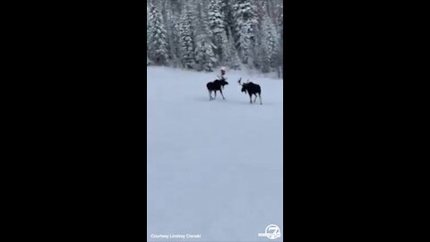 Two moose cross busy slopes at Steamboat Ski Resort