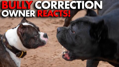 Cane Corso CORRECTS BULLY Owner Reacts! 😡