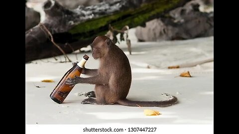 monkey enjoy