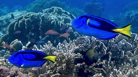 Royal blue tangs have a "battle royale" on the reef