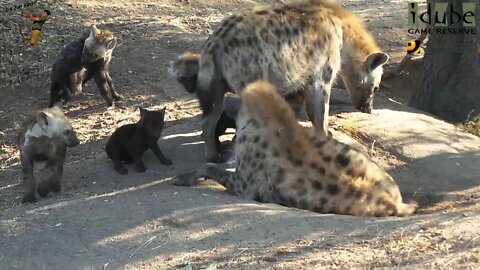 New Cubs At The Hyena Den