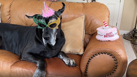 Well-dressed Great Dane celebrates her 7th birthday