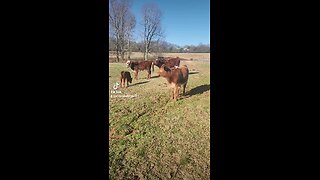 Baby bull calf with sisters and brother.