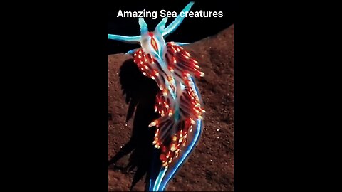Amazing Sea creatures