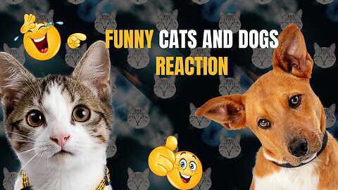 Fun with the Non-Stop Funniest Cat and Dog Video\\ Funny animal video #shorts #short #viral"