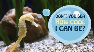 3 fun facts you didn't know about seahorses!