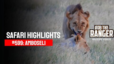 Safari Highlights #599: 08 March 2021 | Amboseli/Zebra Plains | Latest Sightings