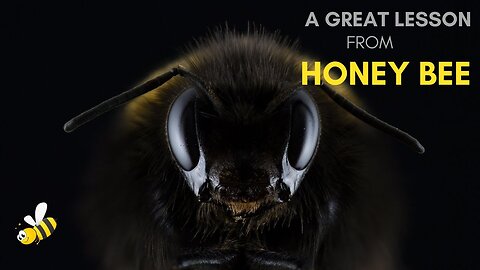 A great lesson from honey bee [Motivation] - Nature of honey bee [Inspiring story]