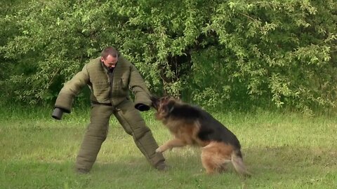 Hairy hound biting Hairy hound cruelly biting man's sleeve slow motion