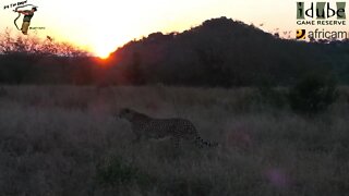 Cheetah At Sunset