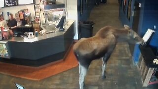 Moose helps itself to popcorn at Alaska movie theater