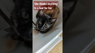 Are You Kitten Me? Vicious Tortie Kiitten ATTACKS!