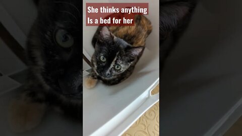 Are You Kitten Me? Vicious Tortie Kiitten ATTACKS!