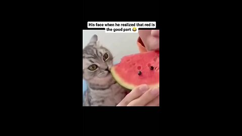 cat eat watermelon