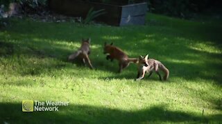 Fox playtime provides some entertainment on a summers day