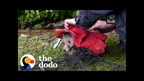 Two Baby Foxes Rescued From Net