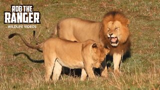 Lioness Is Not Ready To Mate! | Maasai Mara Safari | Zebra Plains