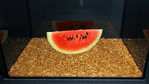 10 000 Mealworms vs Watermelon Time Lapse