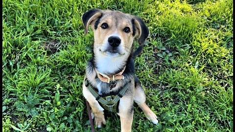 Puppy abandoned in parking lot finds love and a forever home