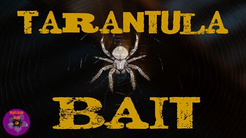 Tarantula Bait | Paul Chadwick | Nightshade Diary Podcast