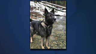 Criminal investigation underway after missing retired Erie County Sheriff's K9 Haso found dead