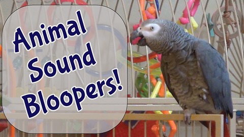 Parrot's imitations of animal sounds goes awry