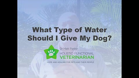 What Type of Water Should I Feed my Dog?