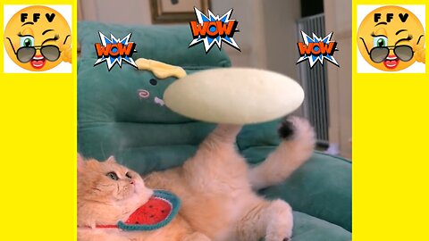 Collection of Funny and Super Naughty Videos of A Super Cat. Part 5.