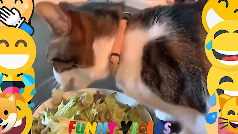 Cat Eating Salad