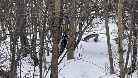 Hairy Wood Pecker 2