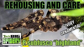 Poecilotheria subfusca Highland Rehouse and Care 2022