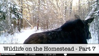 Wildlife on the Homestead - Part 7