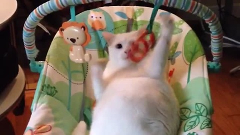 Cat Adores Baby’s Swing More Than Actual Baby