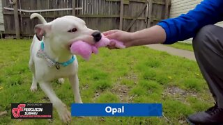 Underdogs: Opal