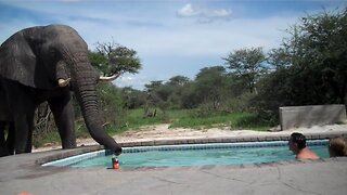 Huge Elephant Joins Tourists For A Drink At The Pool