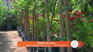 Kern Living: Liven up your home or office with Bolles Nursery