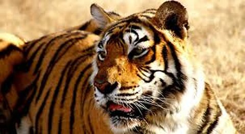 Tiger fight wild life jungle