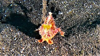 Frogfish is one of the most bizarre fish in the Pacific Ocean