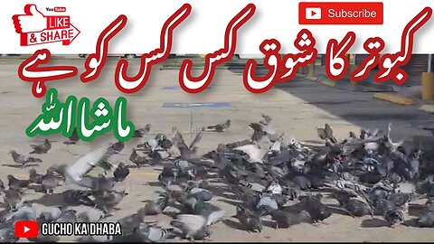 Kabootar ka Shok | Kabootar Bazi | 500 pigeons Bohat Hi Khubsurat Manzar Bana Tha