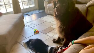 Dogs Give Mom Full Attention At The Word “Food”