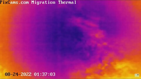 Night migrating bird caught on thermal camera - 8/24/2022 @ 1:37