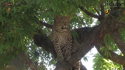 Leopard And Cub - Life Outside The Bushcamp - 31: Cub Behind Scotia Dam