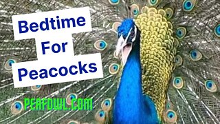 Bedtime For Peacocks, Peacock Minute, peafowl.com