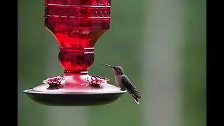Nature Photography - How to Shoot Hummingbirds
