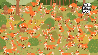 You're the record holder if you can spot the blue-eyed fox in this optical illusion in under 25 seconds