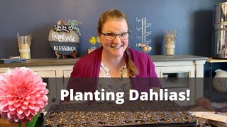 How To Plant Dahlia Seeds