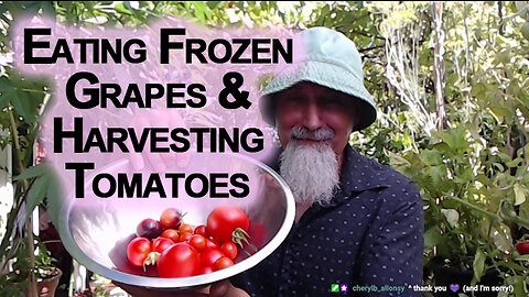 Eating Frozen Grapes and Harvesting Tomatoes From Our Patio Garden [ASMR]