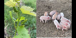 Piglets! Farm Update April 22, 2024