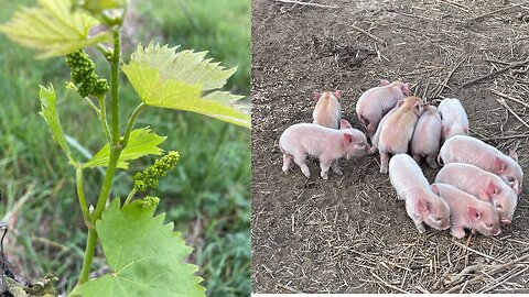 Piglets! Farm Update April 22, 2024